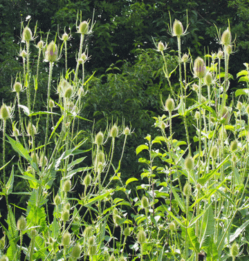 Wilde Karde (Dipsacus fullonum) 