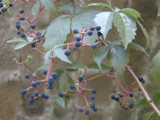 Wilder Wein (Parthenocissus quinquefolia)
