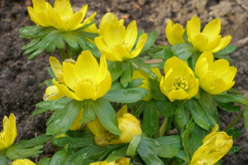 Winterling (Eranthis cilicica