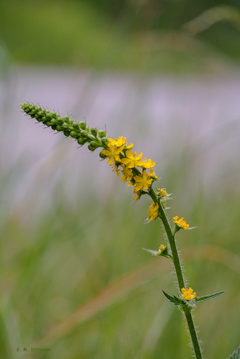 Wohlriechender Odermennig (Agrimonia procera)