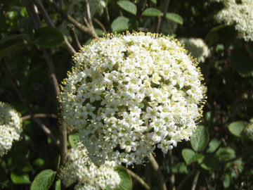 Wolliger Schneeball (Viburnum lantana)