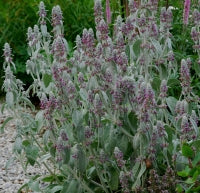 Wollziest (Stachys byzantina) 