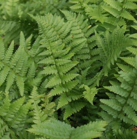 Wurm-Farn (Dryopteris filix-mas