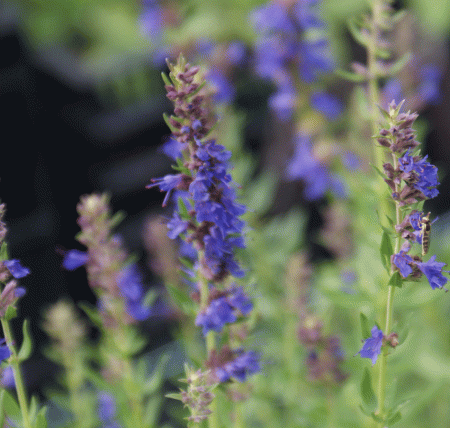 Ysop (Hyssopus officinalis) "Bio"