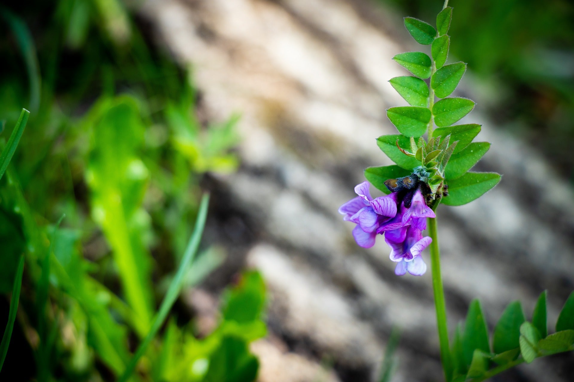 Zaunwicke (Vicia sepium)