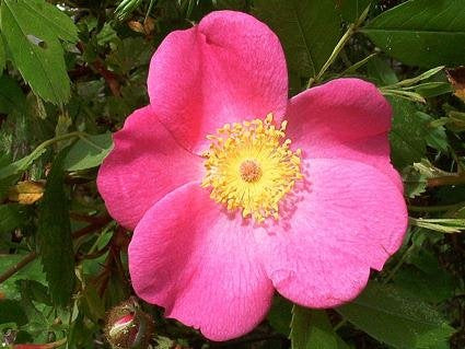 Zimt-Rose (Rosa majalis)