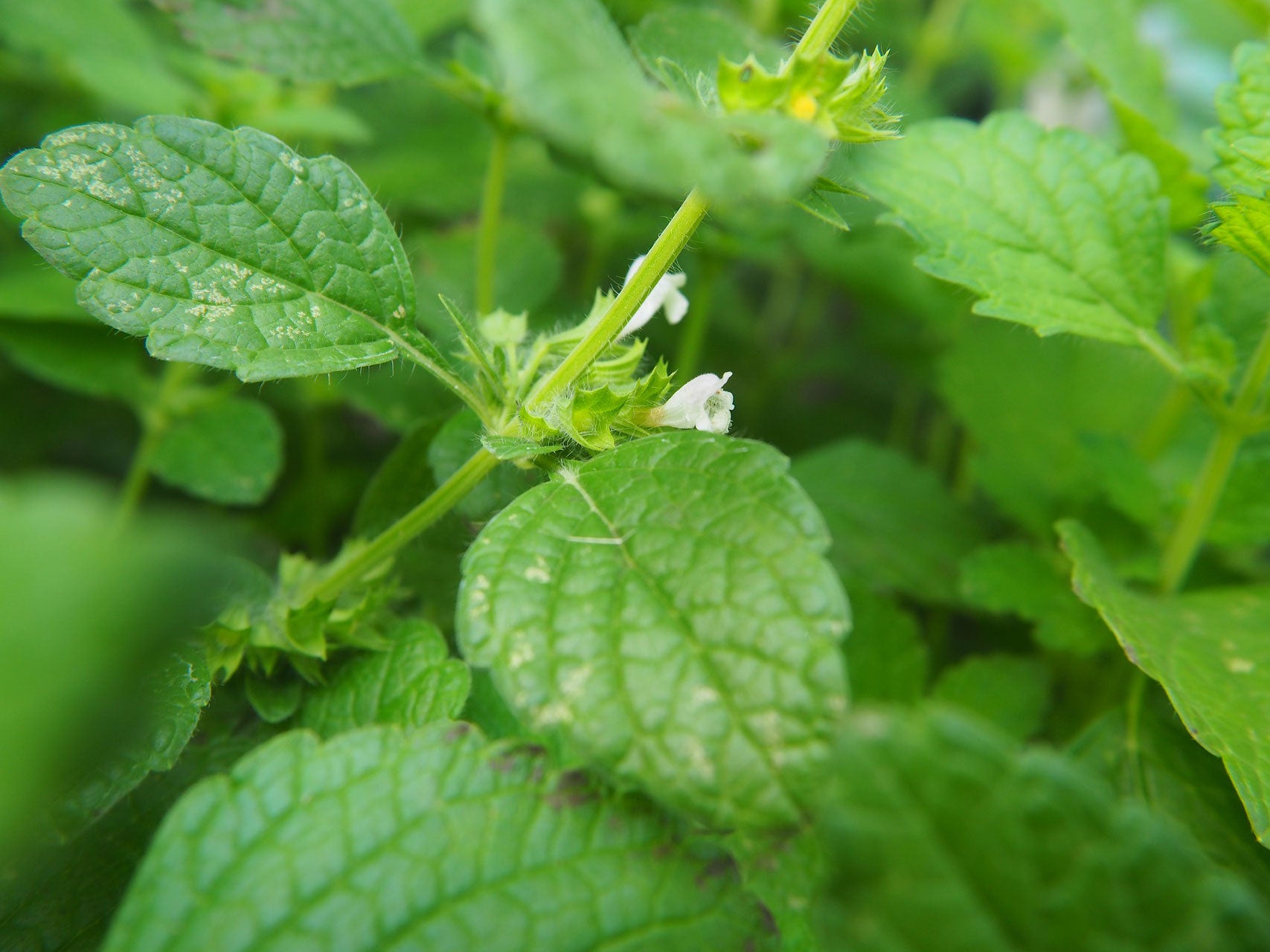 Zitronen-Melisse (Melissa officinalis) 