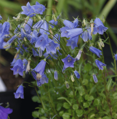 Zwerg-Glockenblume (Campanula cochlearifolia) 