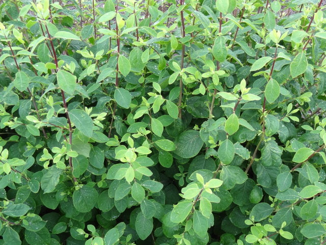 Zwerg-Heckenkirsche "Clavey´s Dwarf" (Lonicera xylosteum)