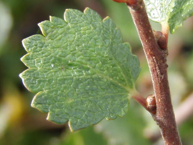 Zwergbirke (Betula nana)