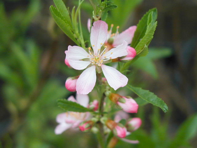 Zwergmandel (Prunus tenella)