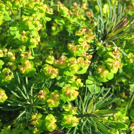 Zypressen-Wolfsmilch (Euphorbia cyparissias) 