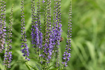 Ähriger Ehrenpreis (Pseudolysimachion spicatum) 