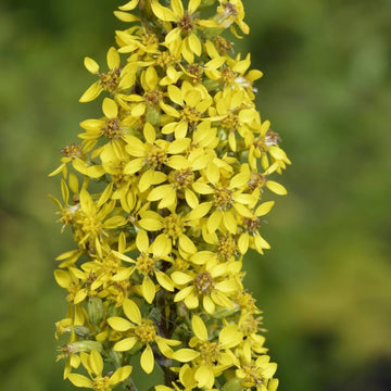 Echte Goldrute (Solidago virgaurea) 